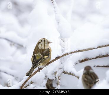 Nahaufnahme eines weiblichen Buchbeins, der auf einem schneebedeckten Baum sitzt Stockfoto