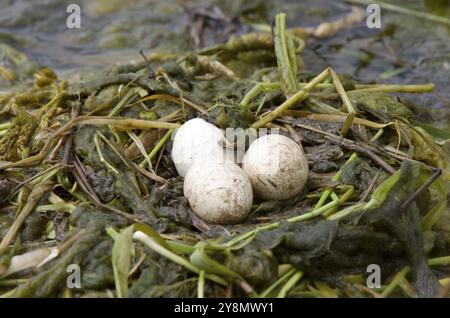 Gehörnte Grebe Eiern im Nest Saskatchewan Kanada Stockfoto