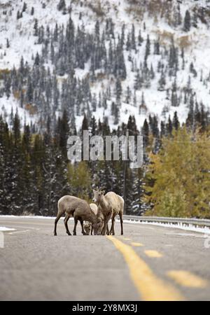 Rocky Mountain Ram Big Horn Sheep Kananaskis Alberta Winter Stockfoto