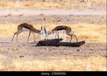 Teleaufnahme von zwei Impalas, Aepyceros melampus, die sich in einem Kopf-an-Kopf-Kampf befinden. Stockfoto