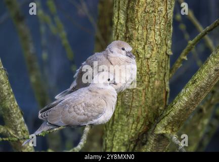 Nahaufnahme eines Taubenpaares, das auf einem Baum sitzt Stockfoto