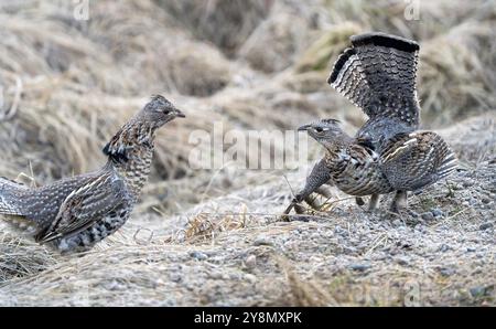 Ruffed Grouse Saskatchewan in Lek Paarung Tanz Ritual Stockfoto