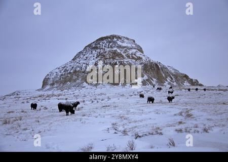 Winter scene Saskatchewan Badlands Big Muddy Tal Stockfoto