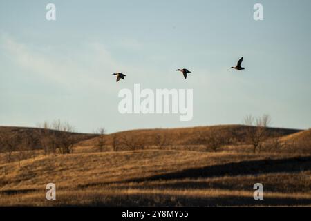 Enten fliegen im Sommer in Saskatchewan, Kanada Stockfoto