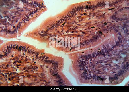 Ein Schnitt durch Dünndarmzellen unter dem Mikroskop Stockfoto