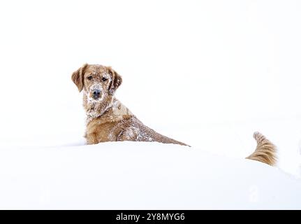 Golden Retreiver Winter in Saskatchewan Kanada Rot Stockfoto