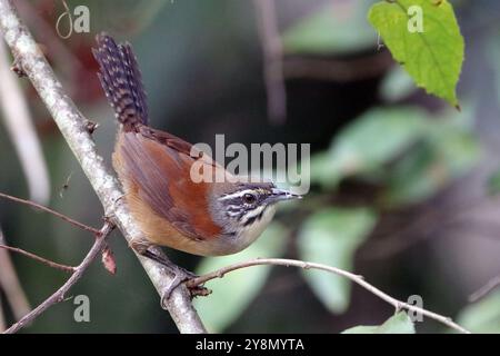 Moustached Wren (Pheugopedius genibarbis) isoliert, auf einem Zweig in der Stadt Lauro de Freitas, Bahia, Brasilien Stockfoto