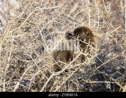 Porcupine Saskatchewan Canada in der Winterprärie-Szene Stockfoto