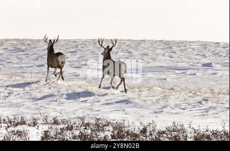 Rotwild Buck im Winter im Feld Saskatchewan Kanada Stockfoto