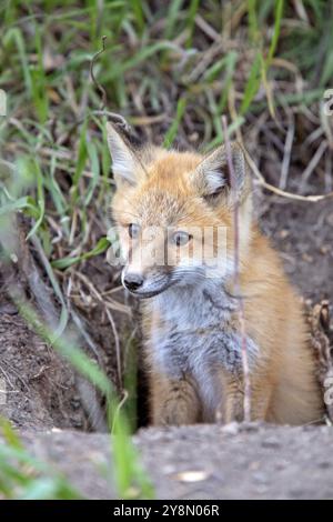 Fox Kits in der Nähe von Den in der Prärie Saskatchewan Kanada Stockfoto