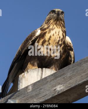 Rough Legged Hawk im Winter Saskatchewan Kanada Stockfoto