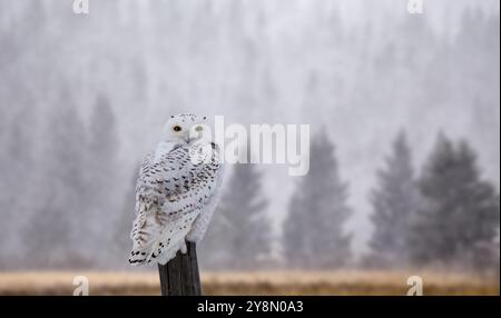 Schneeeule auf Zaunpfosten in Winter Kanada Stockfoto