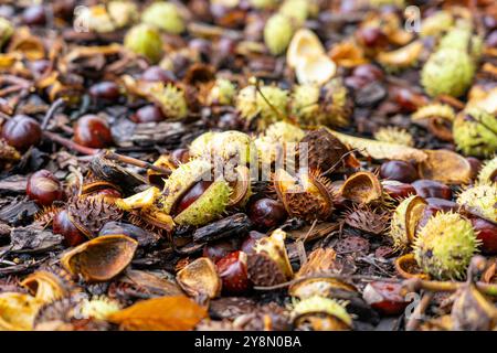Kastanien im warmen Herbst Hintergrund Stockfoto