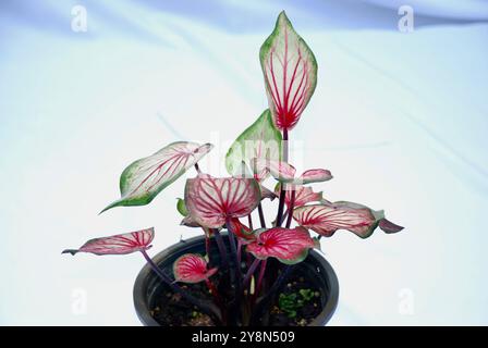 Caladium zweifarbige Blume, genannt Herz Jesu auf weißem Hintergrund Stockfoto