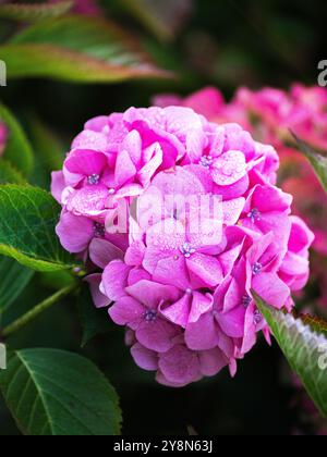 Schöne rosa Blume Stockfoto