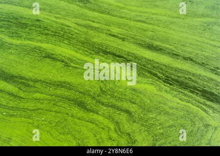 Detaillierte Ansicht des Wachstums von Grünalgen auf der Wasseroberfläche mit typischen Mustern und Texturen für aquatische Umgebungen. Stockfoto