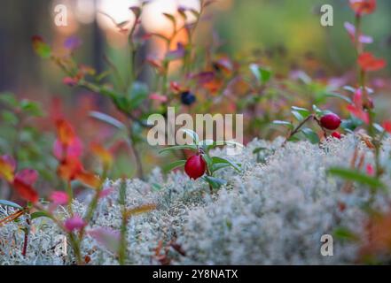 Reife rote Preiselbeeren, die auf einem Yagel in einem Herbstwald vor Sonnenuntergang wachsen Stockfoto