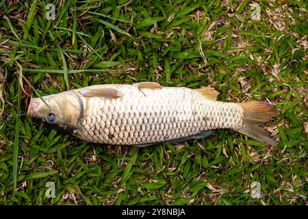 Wunderschöner wilder Karpfen, der im tropischen brasilianischen Teich gefischt wird Stockfoto