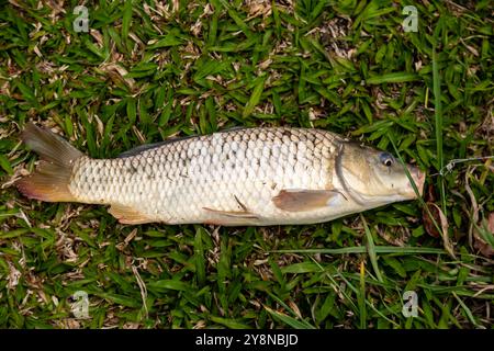 Wunderschöner wilder Karpfen, der im tropischen brasilianischen Teich gefischt wird Stockfoto