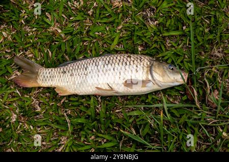 Wunderschöner wilder Karpfen, der im tropischen brasilianischen Teich gefischt wird Stockfoto