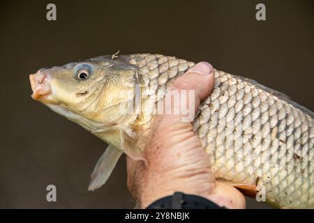 Wunderschöner wilder Karpfen, der im tropischen brasilianischen Teich gefischt wird Stockfoto