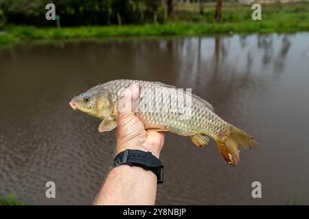 Wunderschöner wilder Karpfen, der im tropischen brasilianischen Teich gefischt wird Stockfoto