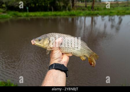 Wunderschöner wilder Karpfen, der im tropischen brasilianischen Teich gefischt wird Stockfoto