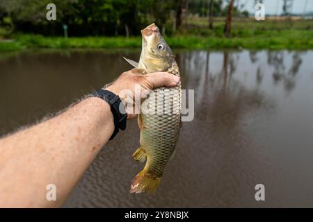 Wunderschöner wilder Karpfen, der im tropischen brasilianischen Teich gefischt wird Stockfoto