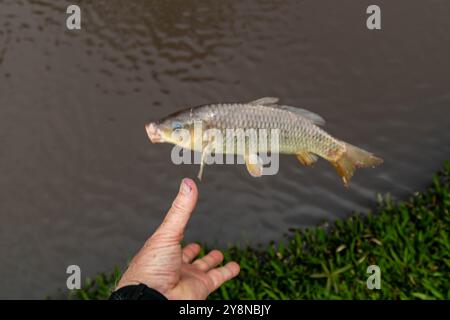 Wunderschöner wilder Karpfen, der im tropischen brasilianischen Teich gefischt wird Stockfoto