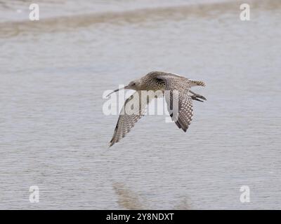 Ein Curlew (Numenius arquata) im Flug im Carnsew Basin, Hayle, Cornwall. Stockfoto