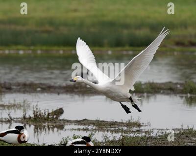 Bewick's Swan (Cygnus columbianus bewickii) nimmt aus dem Tack-Stück in WWT Slimbridge. Stockfoto