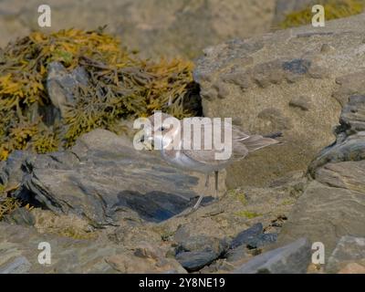 Juveniler Kentisch-Plover (Charadrius alexandrinus), der auf der Hayle-Mündung lebt. Stockfoto