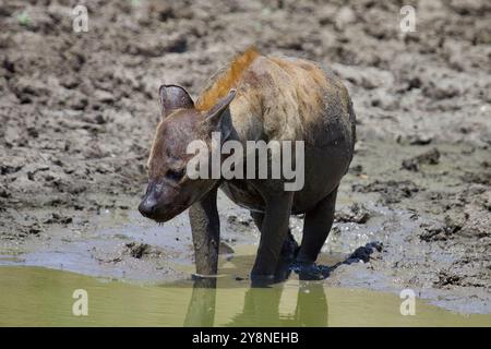 Eine Hyena in einem Wasserloch im Selous Game Reserve, Tansania. Stockfoto