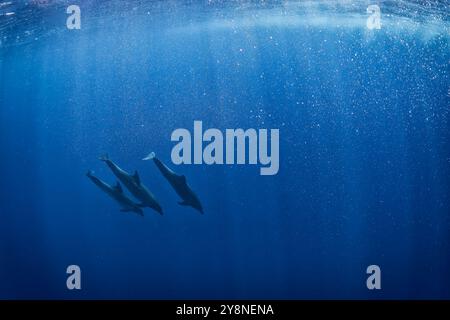 Großer Delfin im Indischen Ozean - Tursiops truncatus, beliebtes schönes Meeressäugetier aus den Weltmeeren und Ozeanen, Indischer Ozean, Mauritius. Stockfoto