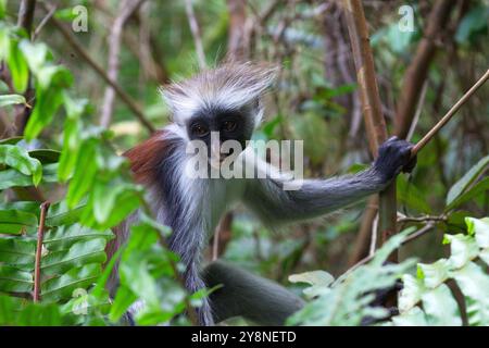 Piliocolobus kirkii ist eine Spezies des roten Colobus-Affen, die auf Unguja, der Hauptinsel des Sansibar-Archipels, endemisch ist. Stockfoto