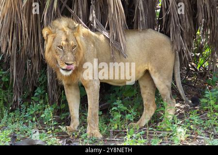 Männlicher Löwe in Selous Wildreservat, Tansania. Stockfoto