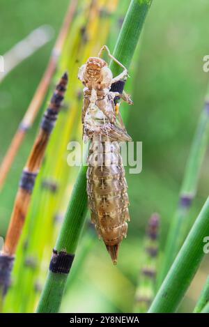 Eine Libelle Exuviae auf einem Schilfstiel. Stockfoto