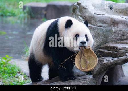 Chongqing, China. Oktober 2024. Der Riesenpanda Yu Ai spielt am 6. Oktober 2024 im Chongqing Zoo in Chongqing, China. (Foto: Costfoto/NurPhoto) Credit: NurPhoto SRL/Alamy Live News Stockfoto