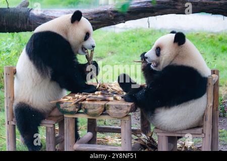 Chongqing, China. Oktober 2024. Die riesigen Pandas Xing Xing und Chen Chen essen am 6. Oktober 2024 im Chongqing Zoo in Chongqing, China, zu Abend. (Foto: Costfoto/NurPhoto) Credit: NurPhoto SRL/Alamy Live News Stockfoto