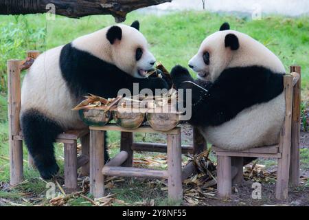 Chongqing, China. Oktober 2024. Die riesigen Pandas Xing Xing und Chen Chen essen am 6. Oktober 2024 im Chongqing Zoo in Chongqing, China, zu Abend. (Foto: Costfoto/NurPhoto) Credit: NurPhoto SRL/Alamy Live News Stockfoto