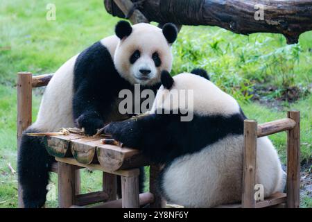 Chongqing, China. Oktober 2024. Die riesigen Pandas Xing Xing und Chen Chen essen am 6. Oktober 2024 im Chongqing Zoo in Chongqing, China, zu Abend. (Foto: Costfoto/NurPhoto) Credit: NurPhoto SRL/Alamy Live News Stockfoto