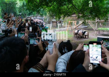 Chongqing, China. Oktober 2024. Riesige Pandas essen am 6. Oktober 2024 im Chongqing Zoo in Chongqing, China. (Foto: Costfoto/NurPhoto) Credit: NurPhoto SRL/Alamy Live News Stockfoto