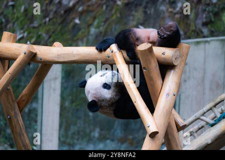 Chongqing, China. Oktober 2024. Der Riesenpanda „Chongchong“ klettert am 6. Oktober 2024 im Chongqing Zoo in Chongqing, China, auf einen Holzrahmen. (Foto: Costfoto/NurPhoto) Credit: NurPhoto SRL/Alamy Live News Stockfoto