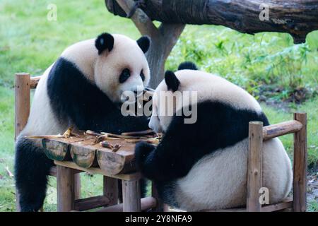 Chongqing, China. Oktober 2024. Die riesigen Pandas Xing Xing und Chen Chen essen am 6. Oktober 2024 im Chongqing Zoo in Chongqing, China, zu Abend. (Foto: Costfoto/NurPhoto) Credit: NurPhoto SRL/Alamy Live News Stockfoto