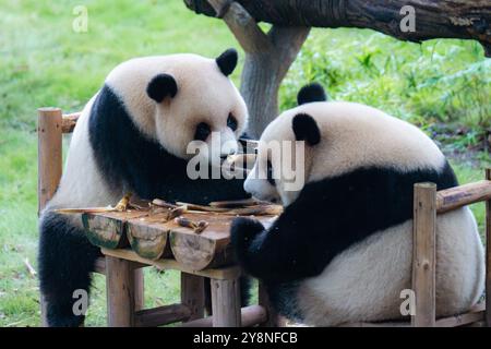 Chongqing, China. Oktober 2024. Die riesigen Pandas Xing Xing und Chen Chen essen am 6. Oktober 2024 im Chongqing Zoo in Chongqing, China, zu Abend. (Foto: Costfoto/NurPhoto) Credit: NurPhoto SRL/Alamy Live News Stockfoto