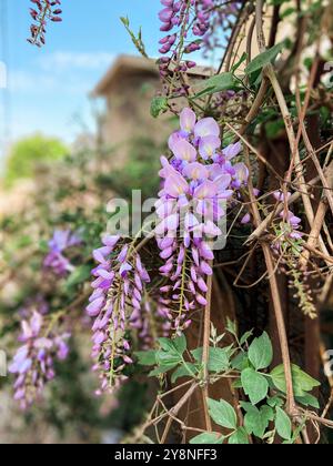 Selektiver Fokus der violetten Blüten Wisteria sinensis oder Blauer Regen, Chinesische Glyzinien sind Arten der blühenden Pflanze in der Erbsenfamilie, ihre verdrehten Stiele Stockfoto