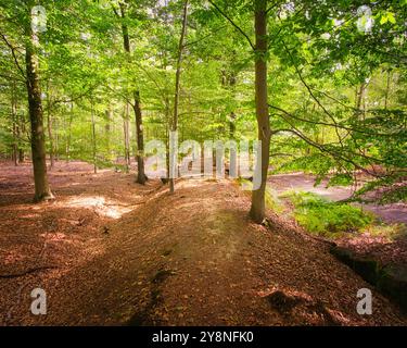 Einsamkeit im Sommer: Buchenwald am Niederrhein im Licht des späten Nachmittags, Licht und Schatten, Mönchengladbach, Hardterwald. Stockfoto
