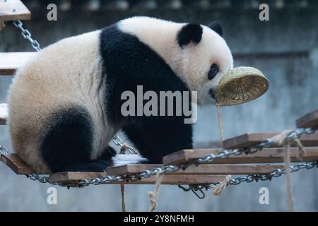 Chongqing, China. Oktober 2024. Der Riesenpanda Yu Ai spielt am 6. Oktober 2024 im Chongqing Zoo in Chongqing, China. (Foto: Costfoto/NurPhoto) Credit: NurPhoto SRL/Alamy Live News Stockfoto