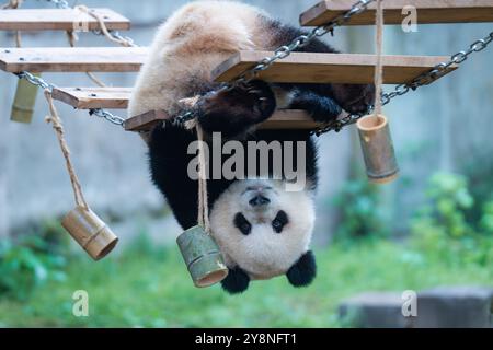 Chongqing, China. Oktober 2024. Der Riesenpanda Yu Ai spielt am 6. Oktober 2024 im Chongqing Zoo in Chongqing, China. (Foto: Costfoto/NurPhoto) Credit: NurPhoto SRL/Alamy Live News Stockfoto