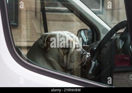 Dieser britische Bulldogge nimmt seine Fahraufgaben sehr ernst, auch wenn er nicht ganz begeistert davon aussieht. Stockfoto